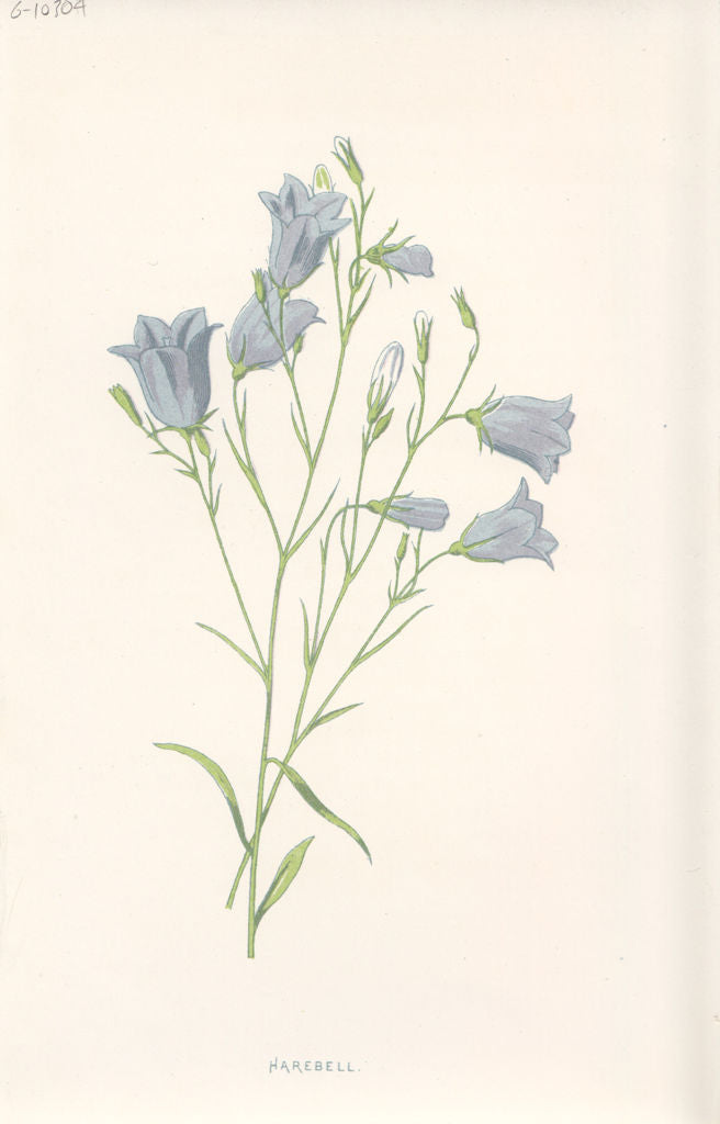 FLOWERS. Harebell c1895 old antique vintage print picture